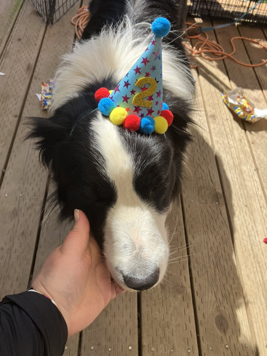 I am 2 years old today!!! 🥳

#HappyBirthdayBeacon
#DogsOfTwitter #XDogs #BorderCollie #DogTwitter