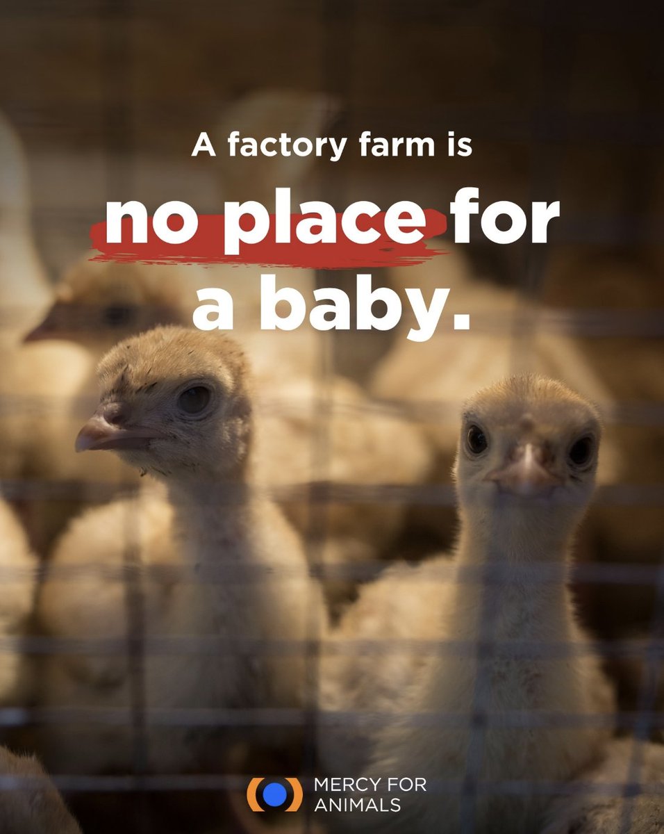In the meat, egg, and dairy industries, most baby animals are either taken away from their mothers shortly after birth.

Born to be exploited for profit, their short lives will consist of confinement and misery.