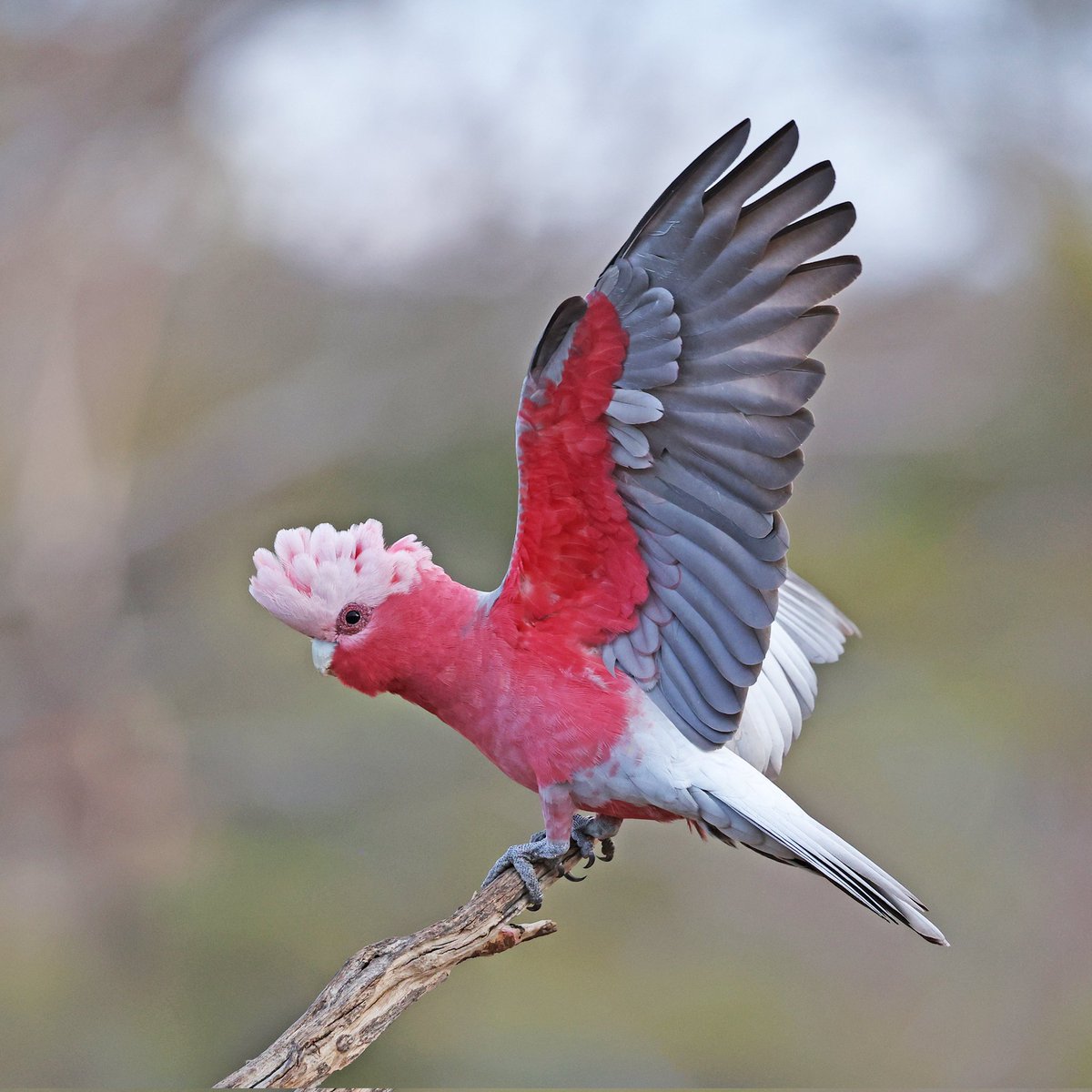 Met Gala?
Nah ... Met Galah! 😆