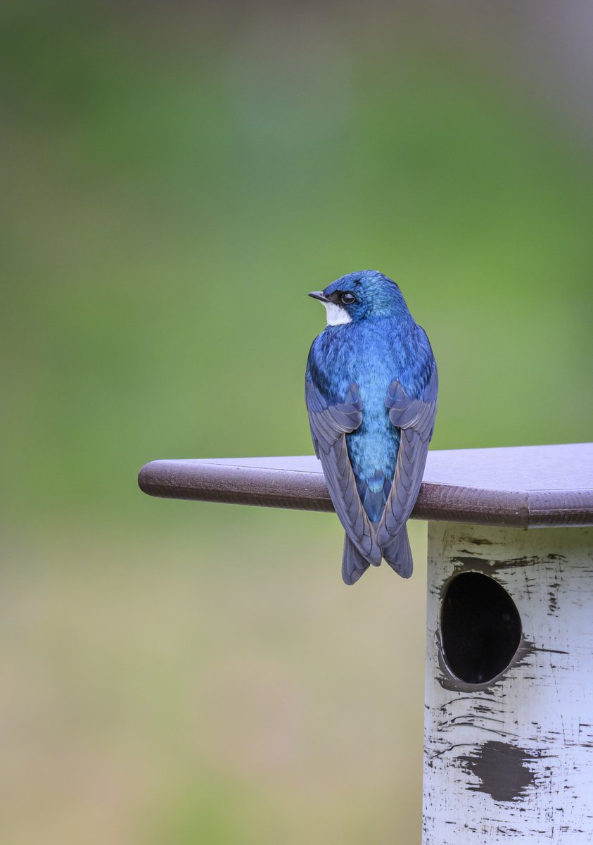 A Tree Swallow watching the happenings around the house