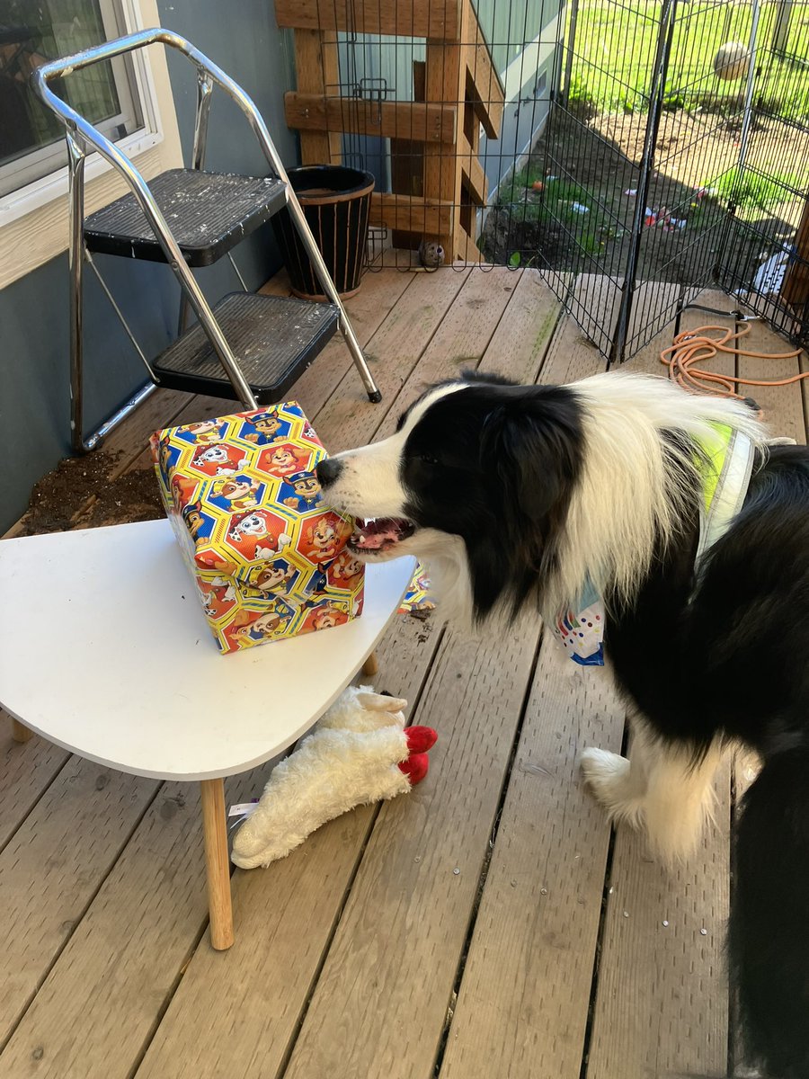 Thank you to the lovely friends who joined us on Zoom for presents and pupcakes!!

I am having a good birthday so far!! I have had cuddles and cupcakes and I got to open gifts!!! 🩷

#HappyBirthdayBeacon #DogsOfTwitter #XDogs #BorderCollie #DogTwitter