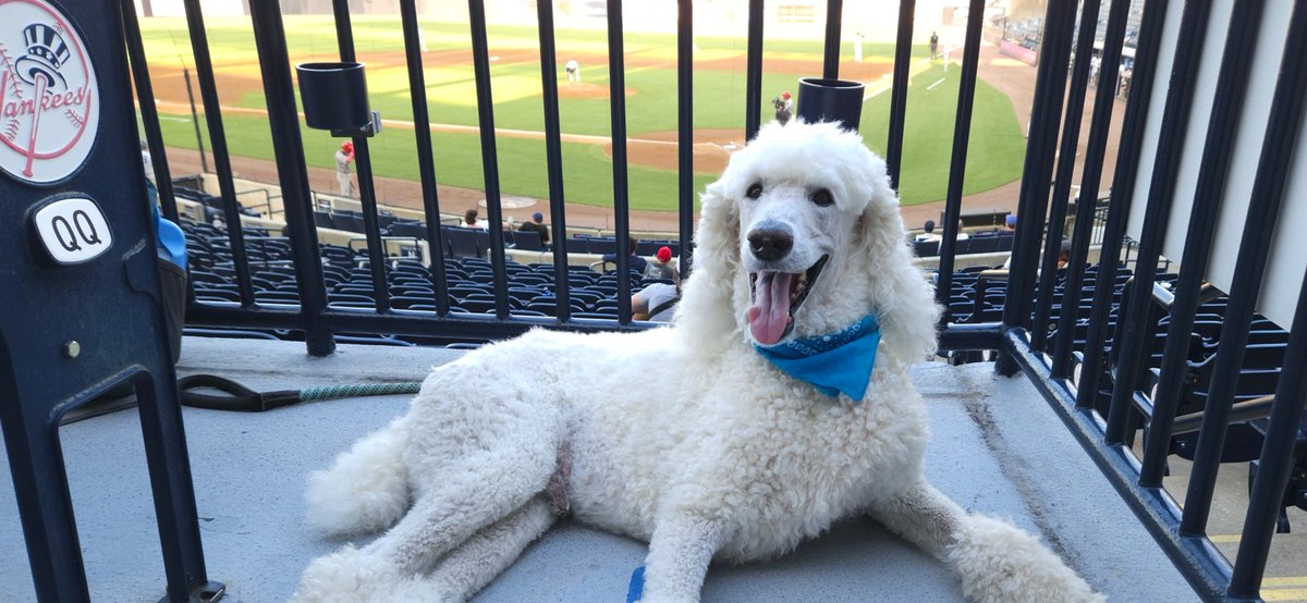 It's a beautiful evening for ⚾! 

#BarkInThePark