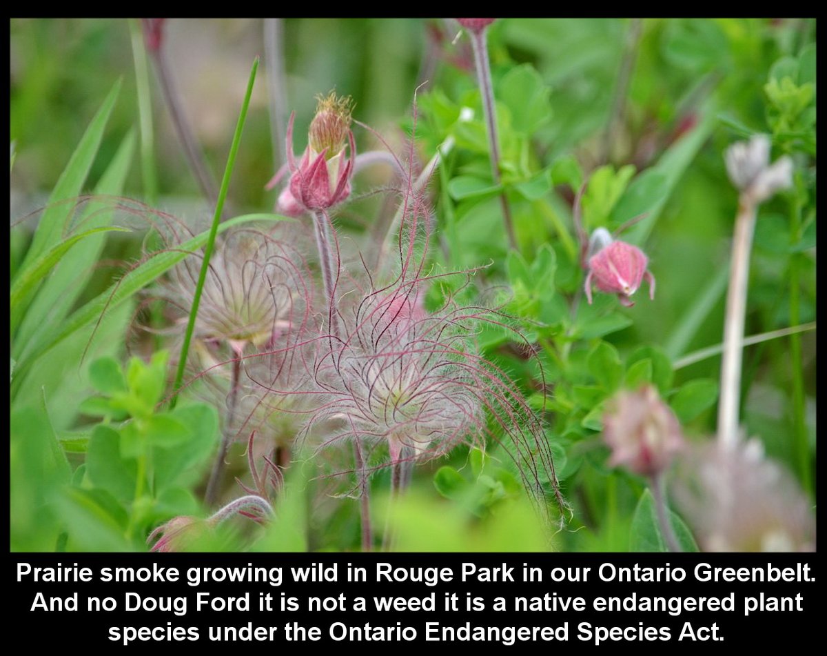 Day 529d of our pictures & the Doug Ford urban sprawl must be stopped. Let's finish this with protecting all our #Greenbelt & STOP #Hwy413 the Bradford Bypass & save nature. #DougFordisaLiar & the #RCMP investigation continues.@Gasp4Change @envirodefence #GreenbeltScandal #onpoli