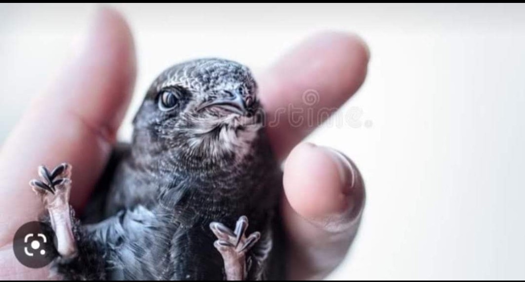 @trickyvegas @philipstout @swiftsweek Swifts can't perch, they have no hind claw (no 'opposable thumb') and have lost their connection with the earth. Once they fledge the nest, apart from raising their young, they spend their whole lives on the wing.