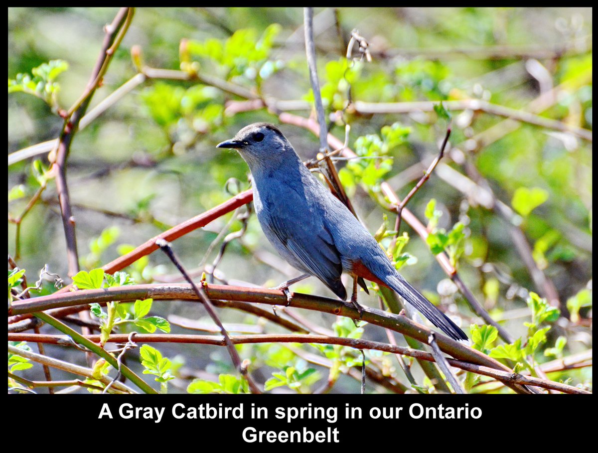 Day 530d of our pictures & the Doug Ford urban sprawl must be stopped. Let's finish this with protecting our #Greenbelt & STOP #Hwy413 the Bradford Bypass & save nature. #DougFordisaLiar & the #RCMP investigation continues.@Gasp4Change @GreenbeltAllies #GreenbeltScandal #onpoli