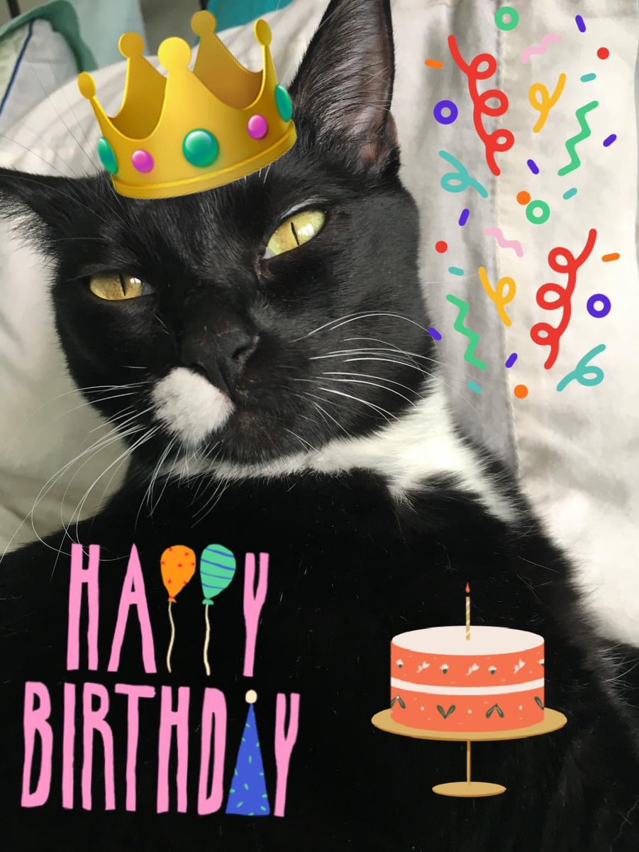 Guess what? Meowmy and Daddy are having a purrthday pawty for me tomorrow. I know you all wished me a happy birthday last week when I posted about it, but my actual pawty is tomorrow. (Always on a Wednesday!) Pics to come! Love, Wednesday ❤️ 🐾 #CatsAreFamily #CatsOfTwitter #Meow