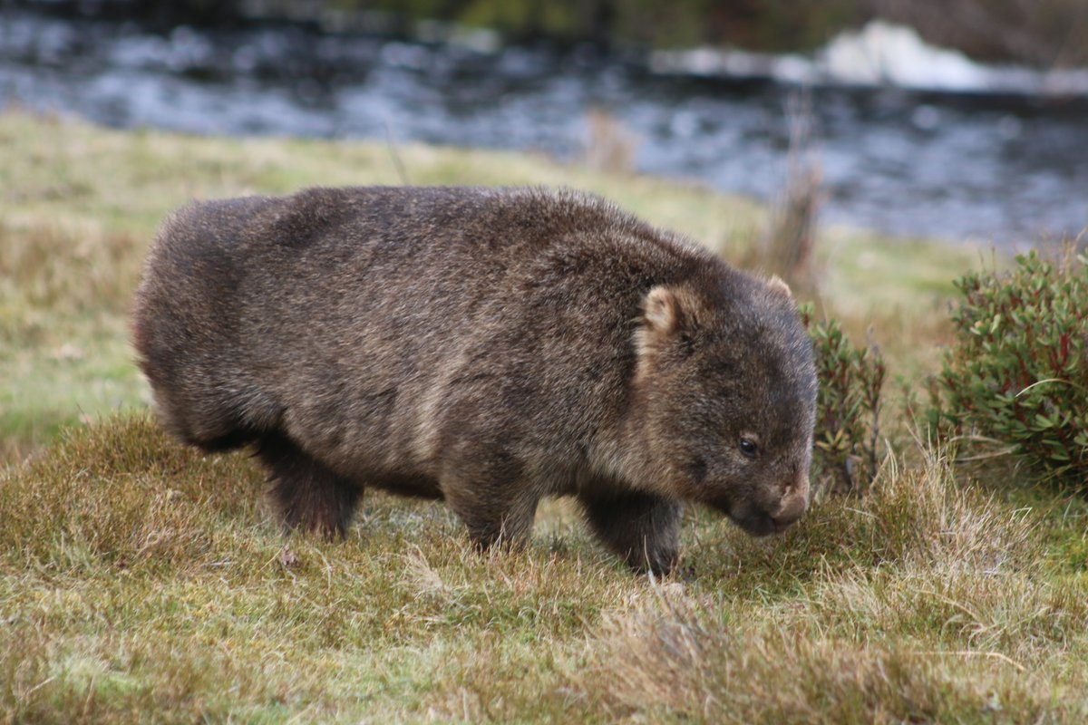 davidghamilton1's tweet image. Wombat
Wombat wombat
Wombat
Wombat wombat