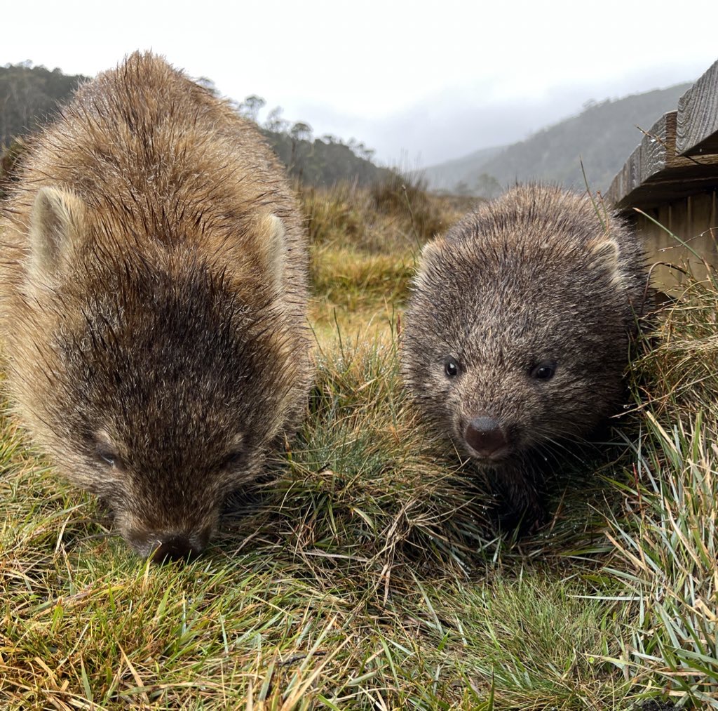 davidghamilton1's tweet image. Wombat
Wombat wombat
Wombat
Wombat wombat