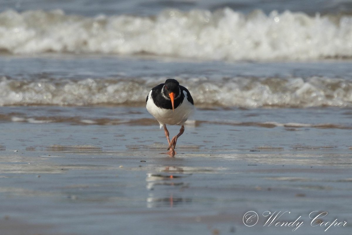 Oystercatcher with attitude
@BBCSpringwatch @RSPBTitchwell @Natures_Voice #canonR7 @CanonUKandIE #NaturePhotography