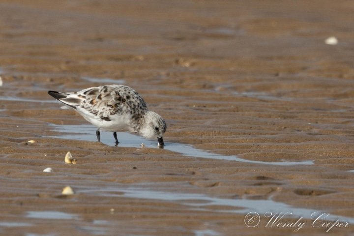 Sanderling getting ready for summer 
@BBCSpringwatch @Natures_Voice @RSPBTitchwell #canonR7 @CanonUKandIE #NaturePhotography