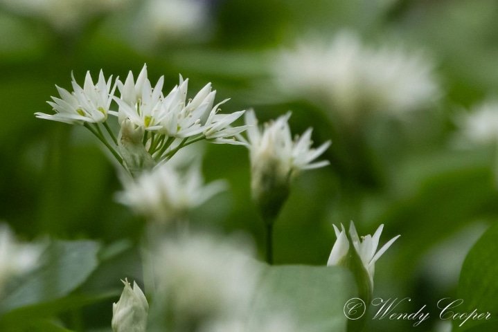 Ransoms
#novampireshere
#woodlandflora #canonR7 @EssexWildlife @BBCSpringwatch @Natures_Voice @CanonUKandIE