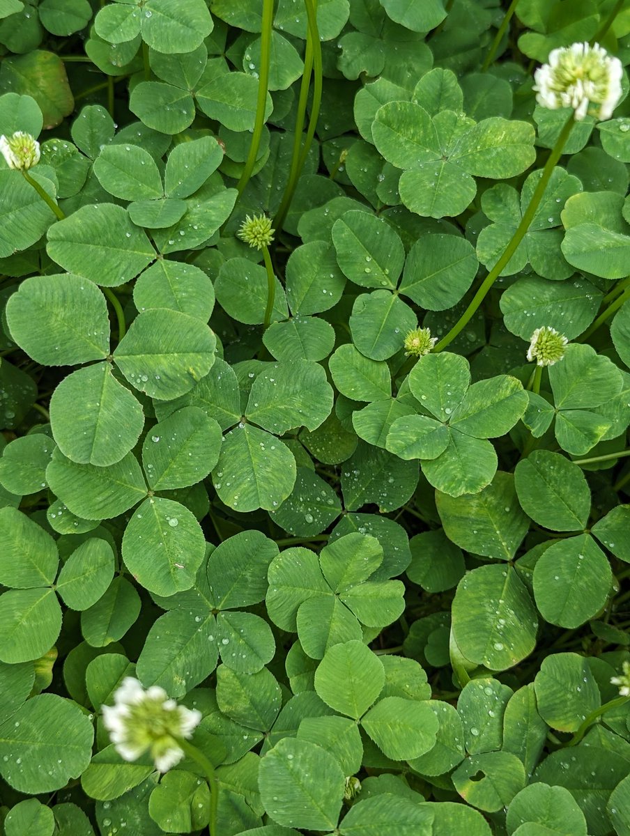 おはようございます☁
暴風は来なかった良かった…
庭は雨でしっとり
🍀🍀🍀🍀