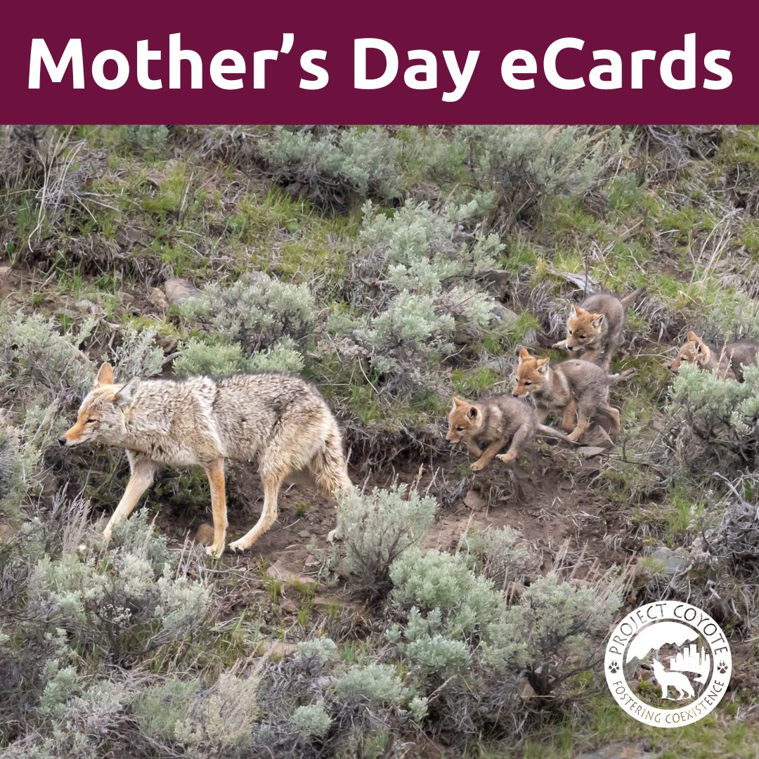 For a small donation, you can share a Mother’s Day eCard with your mother, godmother, grandmother, or the chosen mother(s) in your life—while supporting wild carnivores! 💚 projectcoyote.org/send-an-ecard 📷 Larry Taylor, #CaptureCoexistence Contributor
