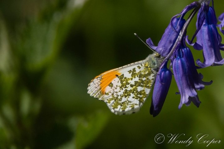 Orange Tip on Blue
@EssexWildlife @savebutterflies @Natures_Voice @BBCSpringwatch #NaturePhotography #canonR7