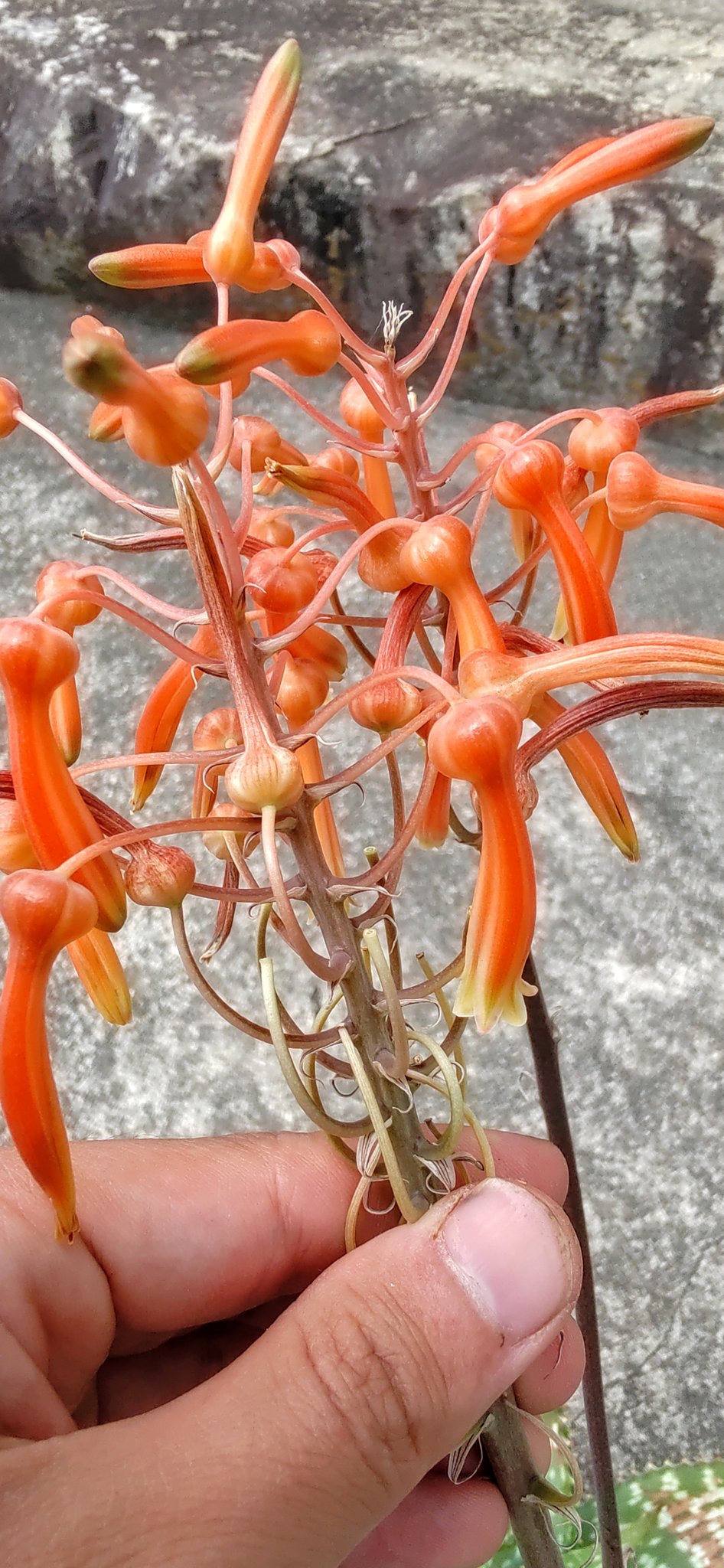 アロエ ペッキー×へミンギー Aloe Peckii x Hemmingii 2025年最新