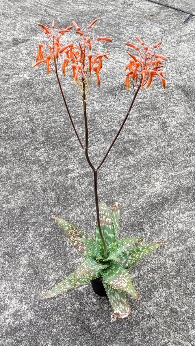 Aloe springatei-neumannii (ex Michael Neumann's original
