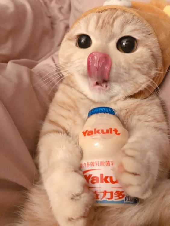kittionsol's tweet photo. yummy with $kitti https://t.co/wHebaFL7x5