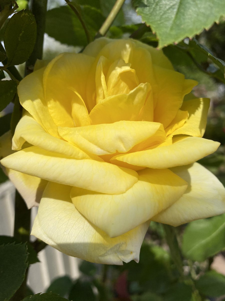 Happy #RoseWednesday everyone 🌹 
The sun has seen the arrival of the first rose of the season 🙌 🎉 hopefully the first of many. 
#GardeningX #Roses #RoseADay #GardeningTwitter