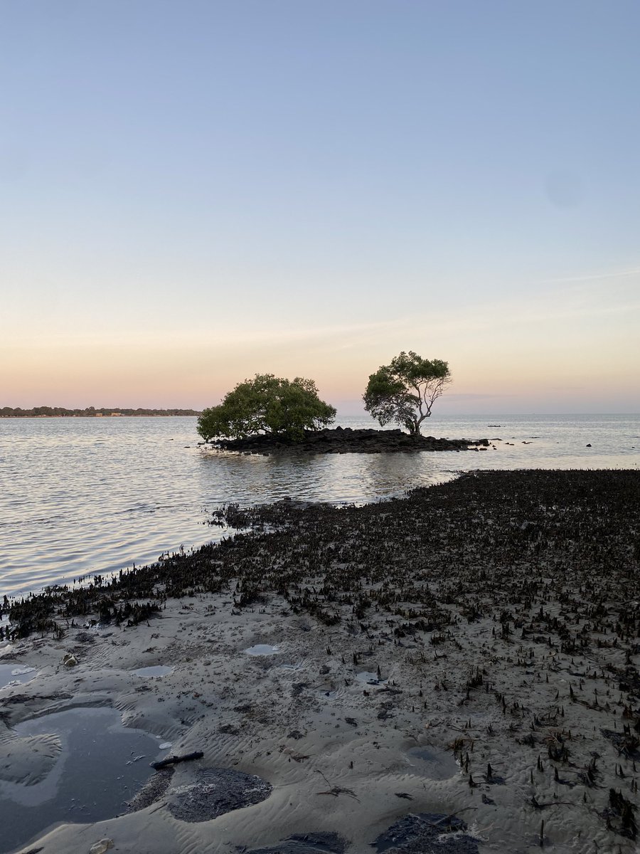 No man is an island… Somewhere between high tide and low tide. A couple of Moreton Bay mangrove trees at dusk. #eveningwalks #Australia #trees