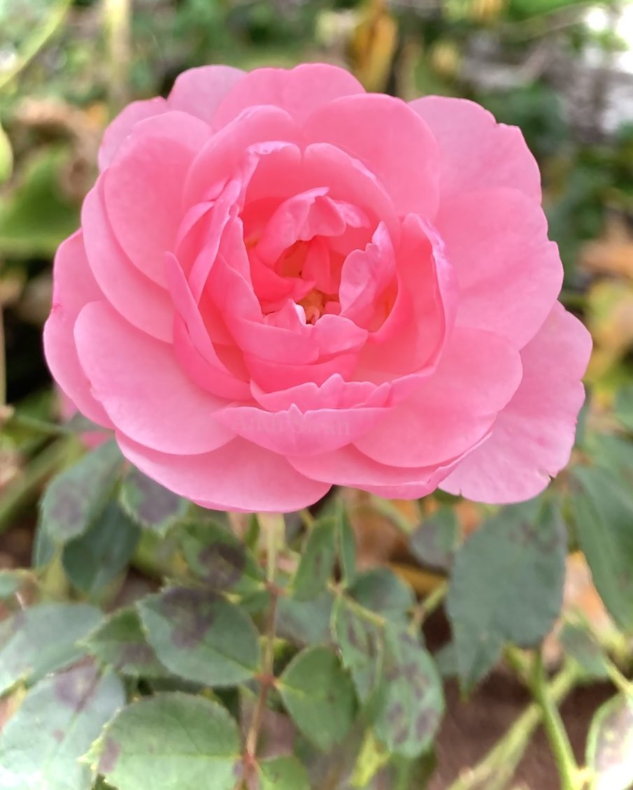 Happy #RoseWednesday 🌸

Let’s see some roses! 🤩