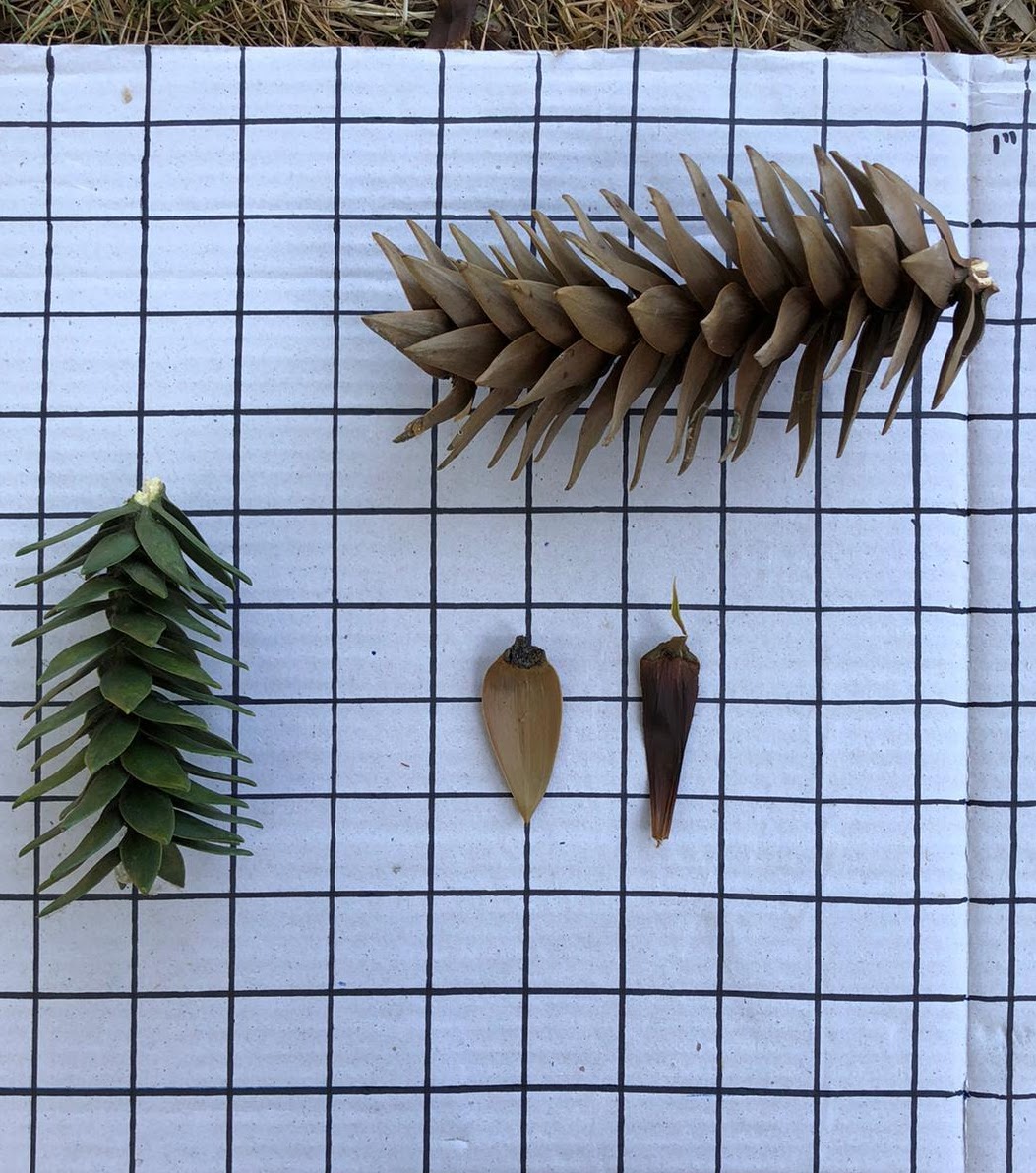 🌲Have you ever seen a “monkey puzzle tree”? 🐒🧩

Native to Chile &amp; Argentina - among its other names is “monkey tail tree”, noting the distinctive swooping, tail-like branches.

♾What math questions do you have? 
🔬Science questions?

Learn more: sites.google.com/uw.edu/schoolo…