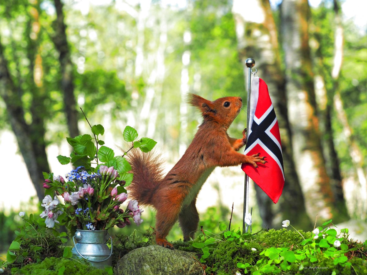 8 May 1945 Norway became free, The flag is raised today in the forest Congratulations on Liberation Day Norway, may there be peace in the world and may everyone live in peace and Freedom 🍉❤ Jæren Norway @ThePhotoHour #liberationday #squirrel #Norway