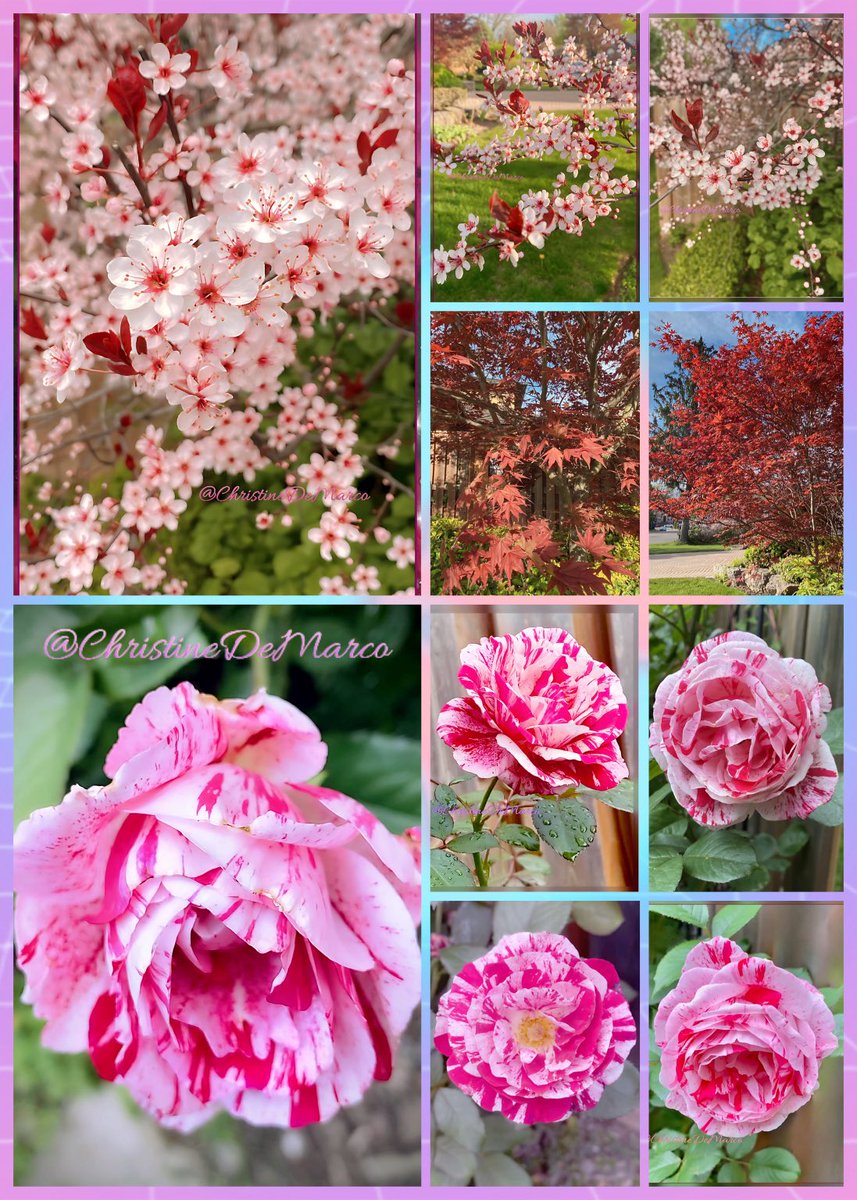 #RoseWednesday #Roses #RoseADay We’re experiencing thunderstorms, I’ll make this quick before power goes out! Bottom 5 pics are Rosa Ferdinand Pichard; Top 3 pics are Purple Sand Cherry which included in Rosaceae-Rose-Family; 2 red trees are Japanese Maple #MyGarden #GardeningX