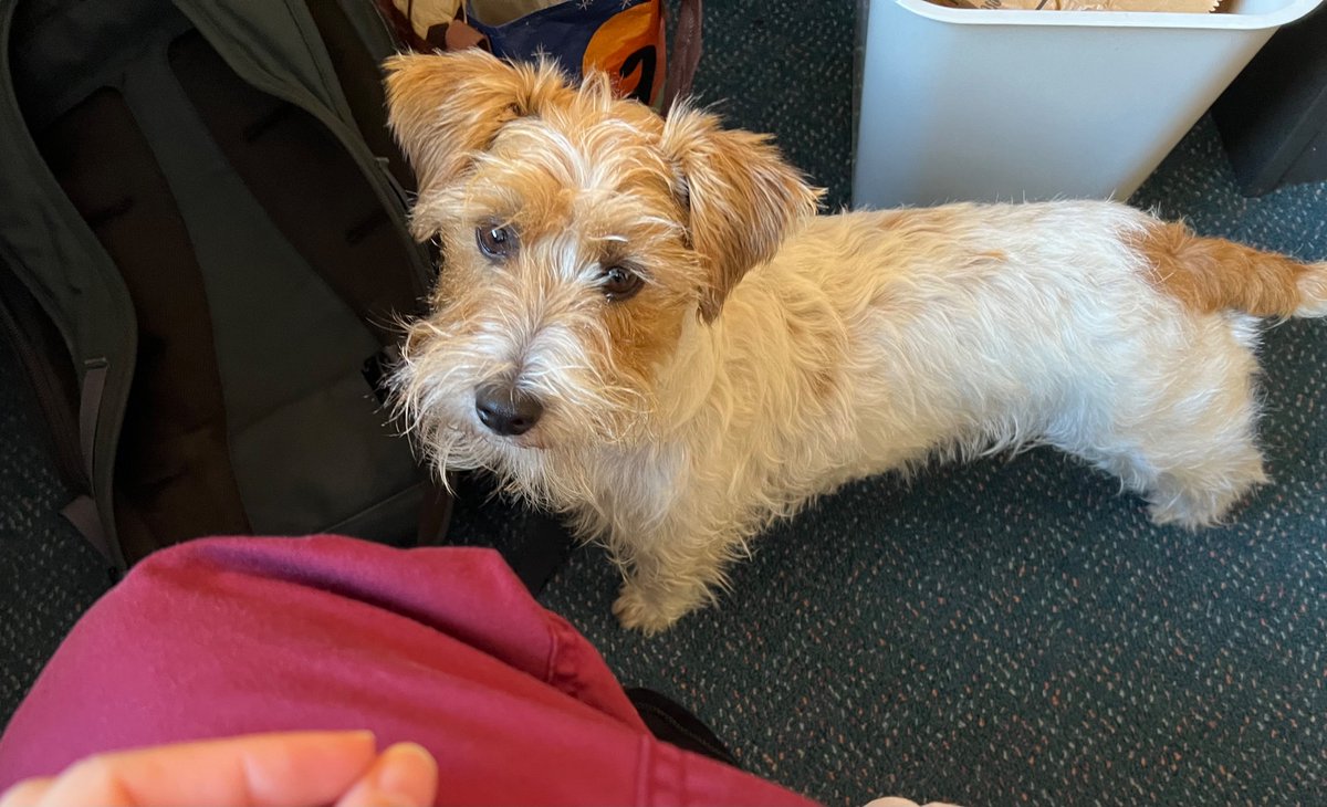 オーストラリアは放し飼いが多すぎて、たまに知らん人の犬が勝手に私のオフィスにいることがあるけどキミは誰？
