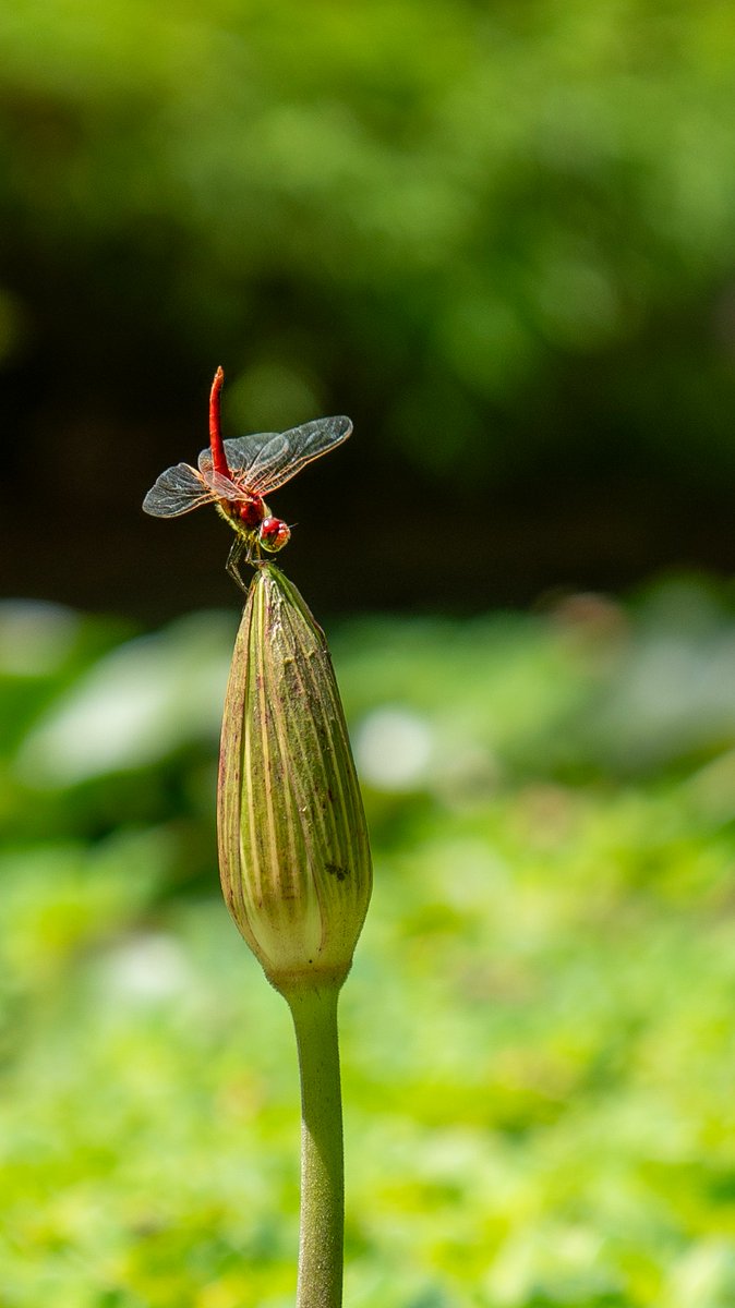 A vibrant dragonfly rests itself upon the tightly furled petals of an emerald lotus bud.

#DragonFly #IshaYogaCenter #ShotAtIsha
