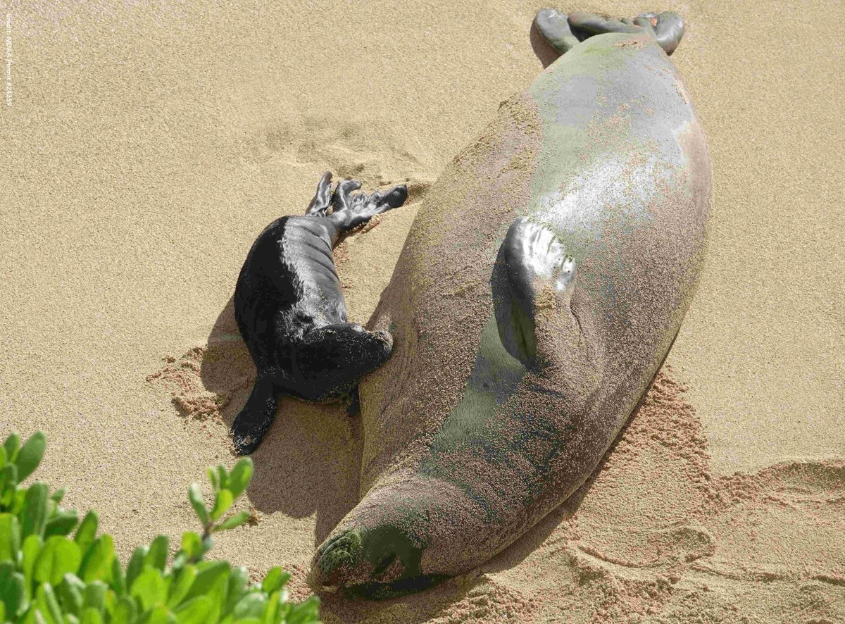 #Hawaii I thought you might like a chink of joy - something you won't see every day - one of the rarest seal species in the world, this Hawaiian monk seal has a pup. She's Kaiwi, 13 yrs old. She'll be devoted for 5-7wks but if disturbed can abandon (this photo is with permit).