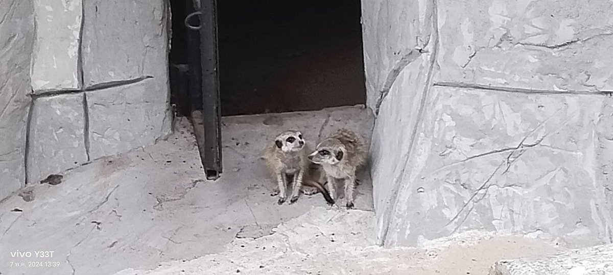 A couple meerkat!