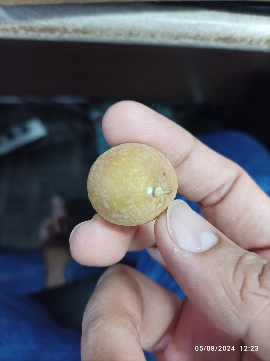 Klengkengnya gemuk-gemuk 😄