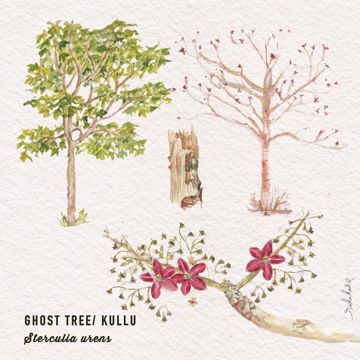 Ghost Tree or  Kullu sheds its leaves and outer bark in winters and photosynthesizes through its white bark. that shines on the slopes and can't be missed. Its bright red fruits look more attractive than its tiny, inconspicuous flowers. 
#IndiAves #treesofindia #botanicalart