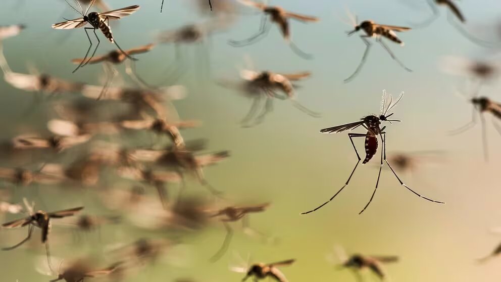 🦟 ¡Alerta mosquitos en el AMBA! Por las lluvias, Aedes Albifasciatus invade la región. A diferencia del Aedes Aegypti, no transmite dengue, pero sus picaduras son notorias. Protégete con repelentes y medidas preventivas. 🌧️💦  tinyurl.com/ymoycqu6  #PrevenciónDengue #AMBA 🚫