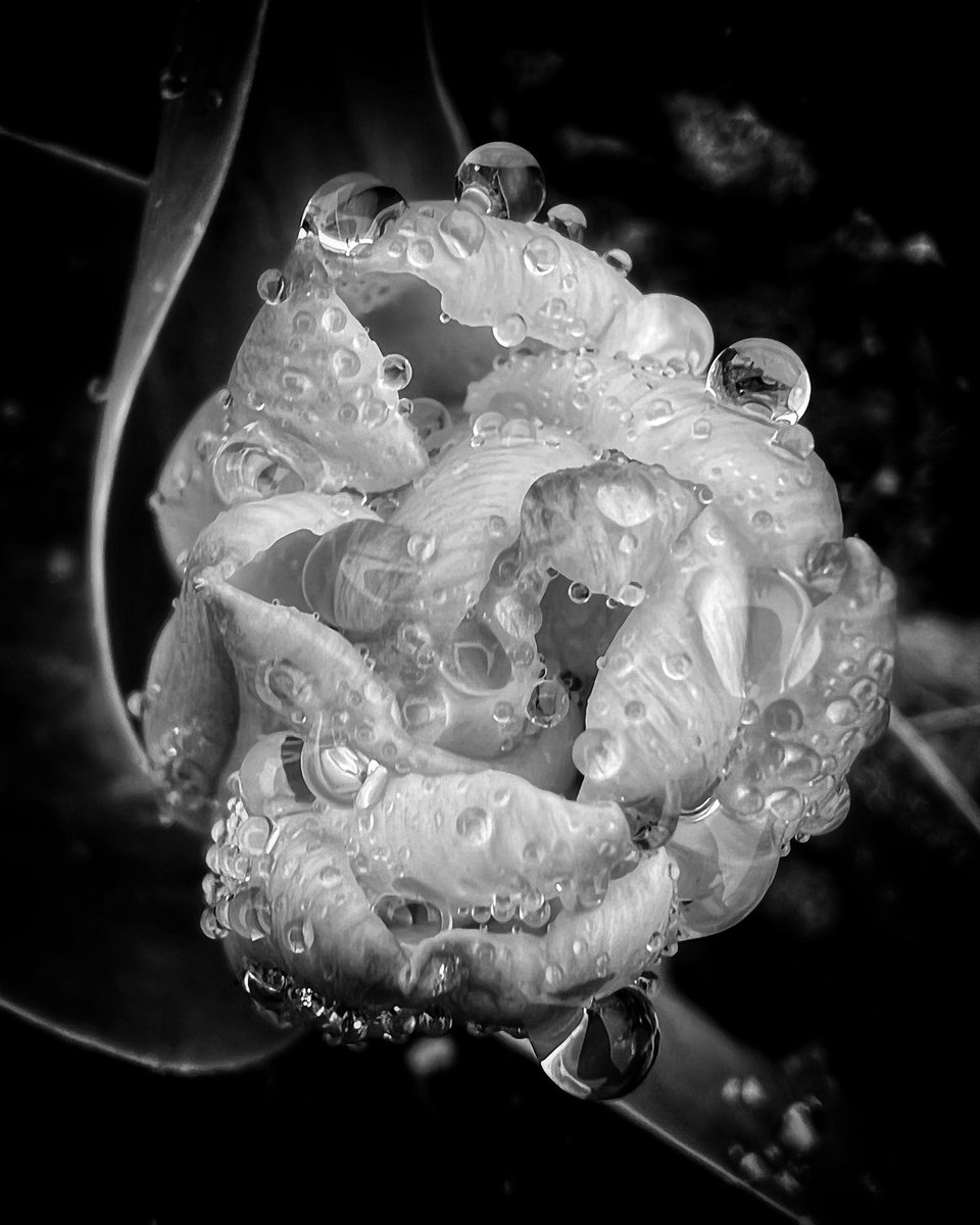 Thoughtfulness, today‘s blossom 🖤 #ThePhotoHour #mobilephotography #ShotoniPhone #BlackAndWhiteMacro