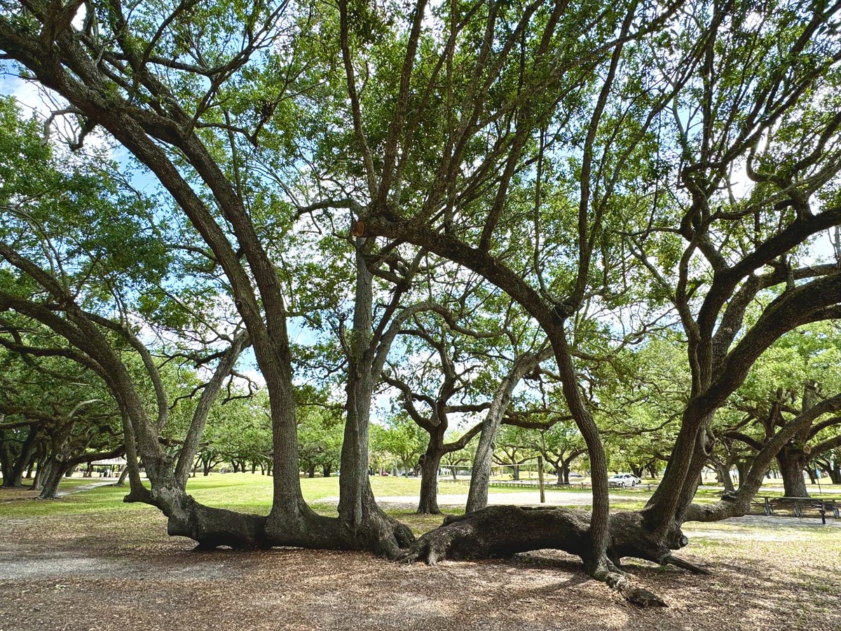 Sometimes you just gotta grow your own way. Happy #thicktrunktuesday tree lovers from T.Y. (Topeekeegee Yugnee) Park, Hollywood, Florida