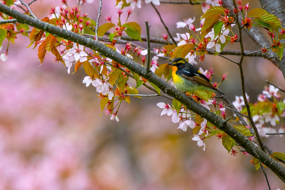 キビタキ撮影。
#キビタキ　#サクラ　#桜　#北海道3大かわいい動物