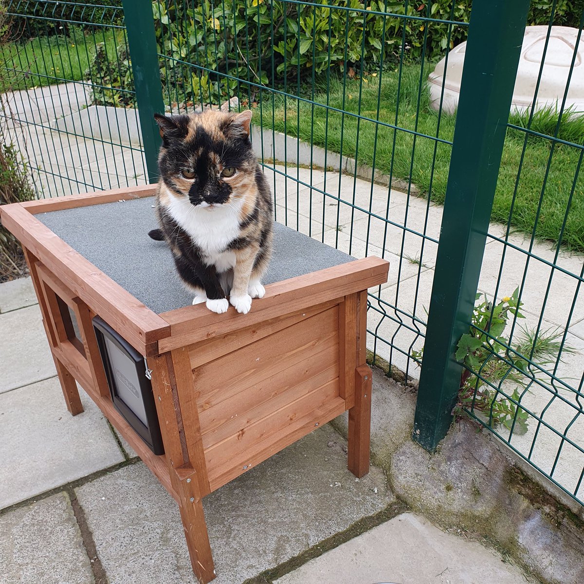 #WednesdayMotivation ~ Twinkle posing on one of the sleeping hutches looking deep in thought. It would be interesting to know what cats think. #inthecompanyofcats #cats #whiskerswednesday #seniorcats #CatsofTwitter