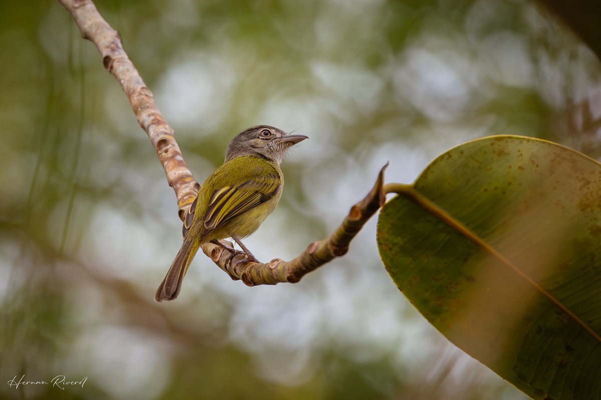 A rather uneventful-looking flycatcher of tropical lowlands.
Yellow-olive Flatbill (Tolmomyias sulphurescens)
Cheers Restaurant, Belize
April 2024
#BirdsOfBelize #BirdsSeenIn2024 #birds #birding #birdwatcher #birdphotography #BirdsOfTwitter #BirdsOfX #NaturePhotography