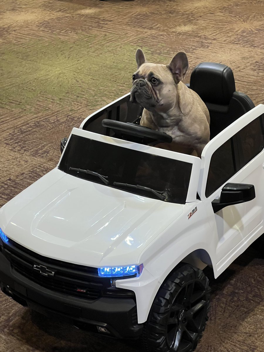 Beep Beep! Every hotel has a mascot right? You never know what fun things you will see at an STFM conference. @Westin #STFM #AN24 #Frenchie #LosAngeles #Westin
