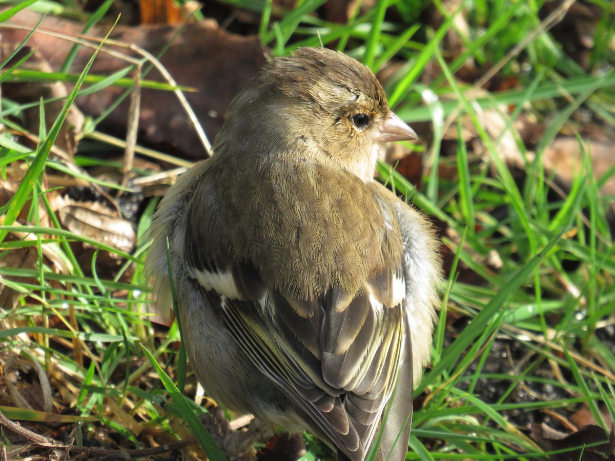 Female chaffinch in Regent's Park.