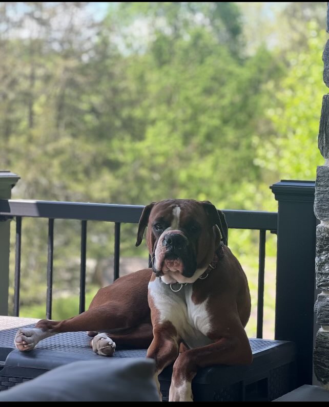 Crystal is our latest Amish mill save. She gets spayed in the am & is on her way to a wonderful life. Crystal is afraid of everything . Everyday she gets a little more relaxed. It will take time & patience but she will get there. Dog & kid friendly . #boxerdogs #dogs #adoptables