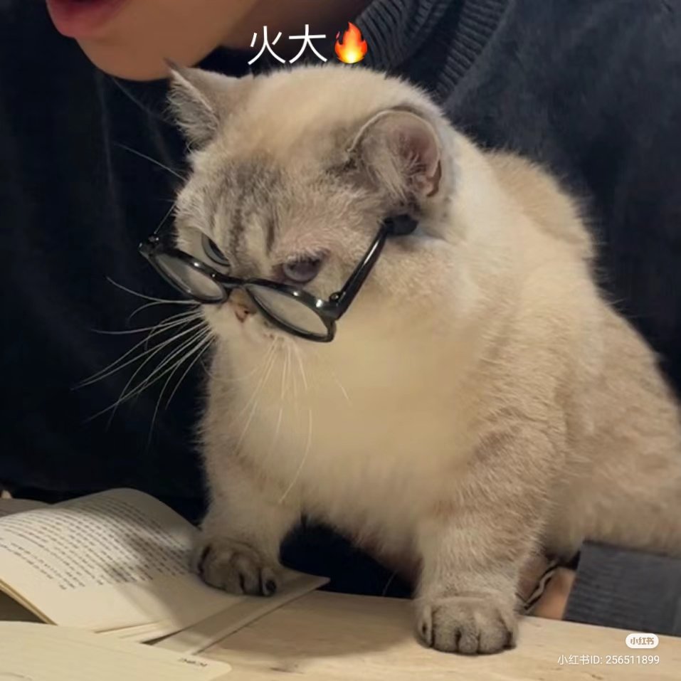 nocontextscats's tweet photo. 😡 https://t.co/poufU6HYOx
