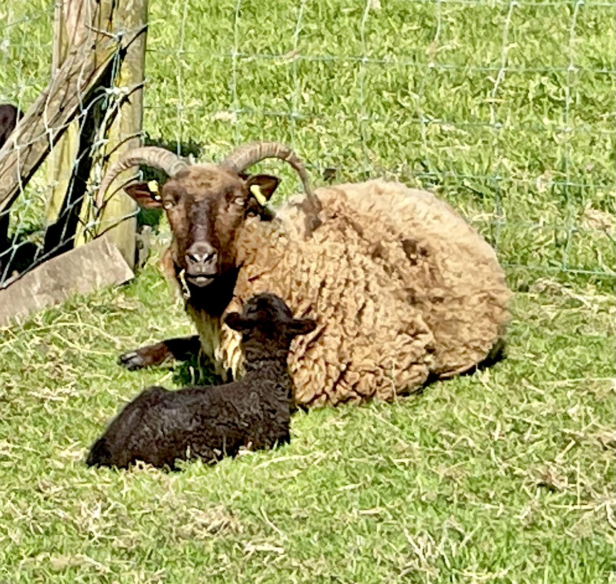 And then there was only one ……. This beautiful single, a ewe was born in the afternoon leaving just one left to lamb #manxloaghtan #rarebreed #nativebreeds #lambing #farming #isleofman