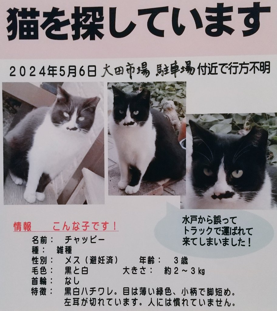 茨城県水戸市から、誤ってトラックで東京都大田市場まで運ばれて行ってしまいました！見知らぬ土地に放り出され、この子の気持ちを考えると辛くて仕方がありません。
保護された方、見かけた方は、コメントやメッセージお願いします！
#迷い猫 #迷子猫 #迷子猫捜索中 #脱走猫 #拡散希望 #迷い猫