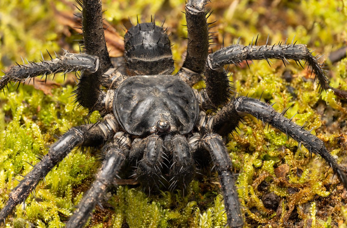 ARMOURED SPIKY BOY! 😍 The Malayan Black Trapdoor Spider (Liphistius malayanus) is an incredible spider living in the rainforests of Malaysia! 🌳 I was so excited to see this boy going along for a stroll one night looking for females in their burrows!