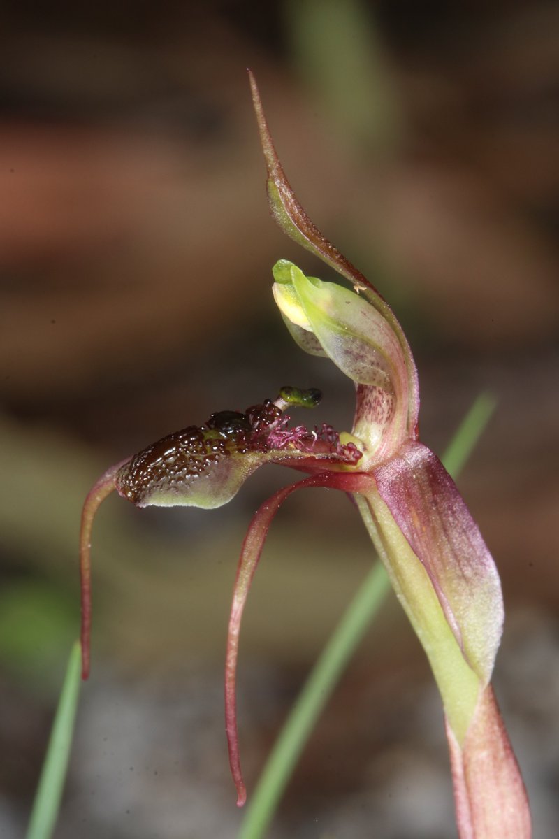 Next up for #WildlifeWednesday is the endangered Duck's-head Wasp-orchid (Chiloglottis anaticeps), found only in montane forests in northern NSW. Male thynnine wasps pollinate this orchid when they are deceived into thinking it is a female wasp to mate with! Pic: Gavin Phillips.