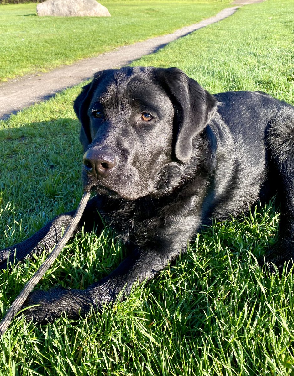 I’m 6 months old now and am over 60 pounds. My dads think I’m a bit chonky. I think I’m big boned.