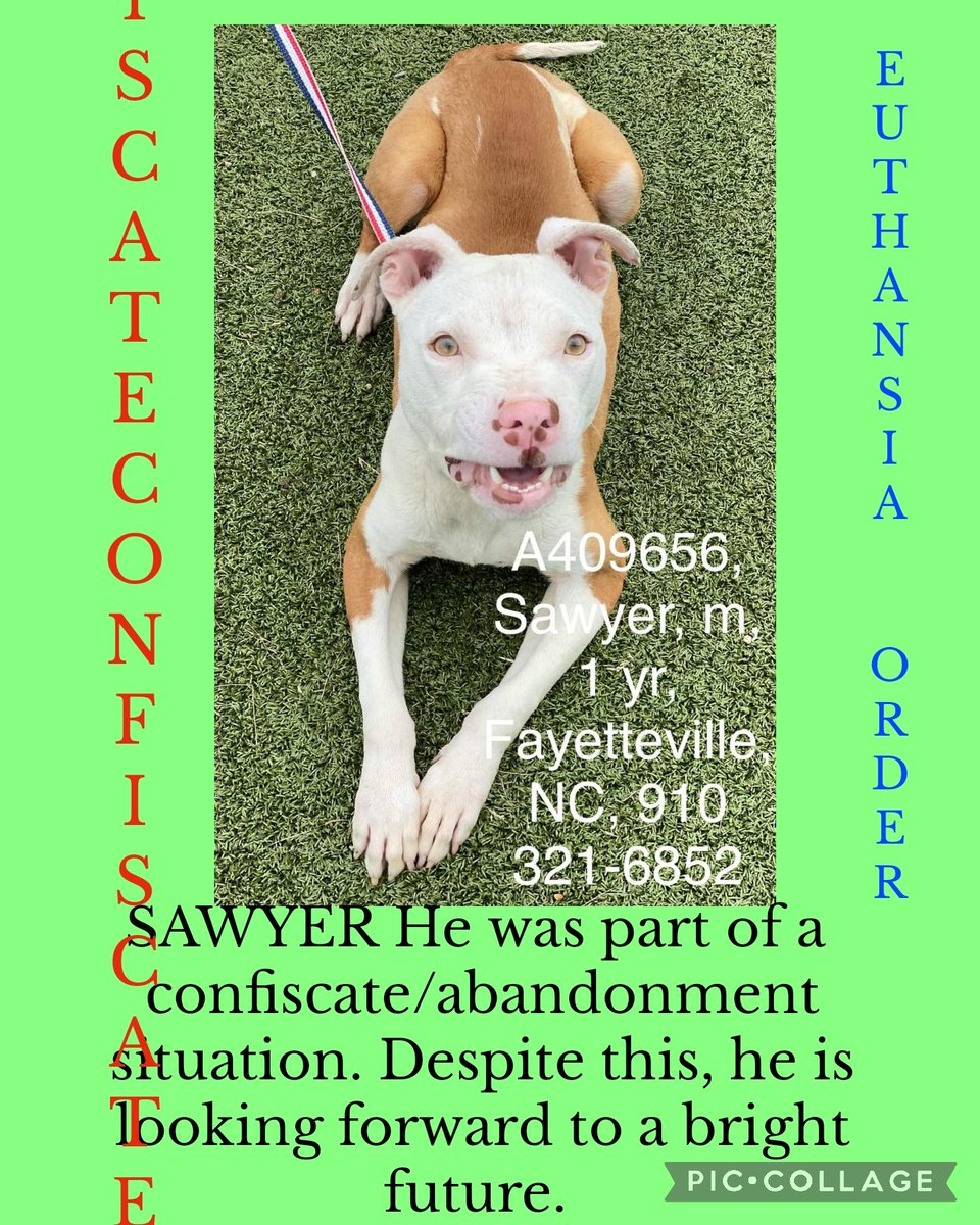 ‼️EUTHANSIA ORDER GIVEN ‼️

SAWYER He was part of a
confiscate/abandonment
situation. Despite this, he is looking forward to a bright future. 

#A409656
1yr 
terrier
26lb

Cumberland Cnty Animal Services NC

#rescue #adopt #dogs #deathrowdogs #deathrow #codered  #adoptdontshop