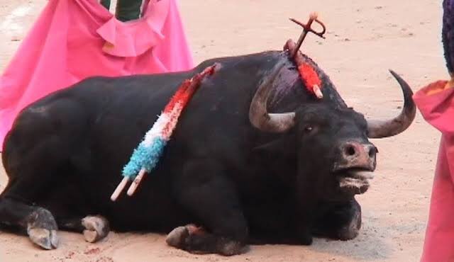 La nueva suspensión de las corridas de toros en CDMX es un gran paso para los derechos de los animales. La organización @DerechosVa ha luchado un montón para detener esta tortura. Muchos nos seguimos preguntando: ¿cómo es que esto le sigue divirtiendo a la gente?